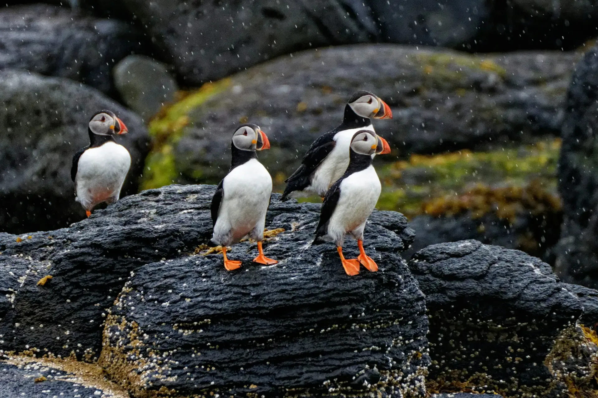 Cuatro frailecillos posados sobre rocas negras bajo la lluvia, Islandia