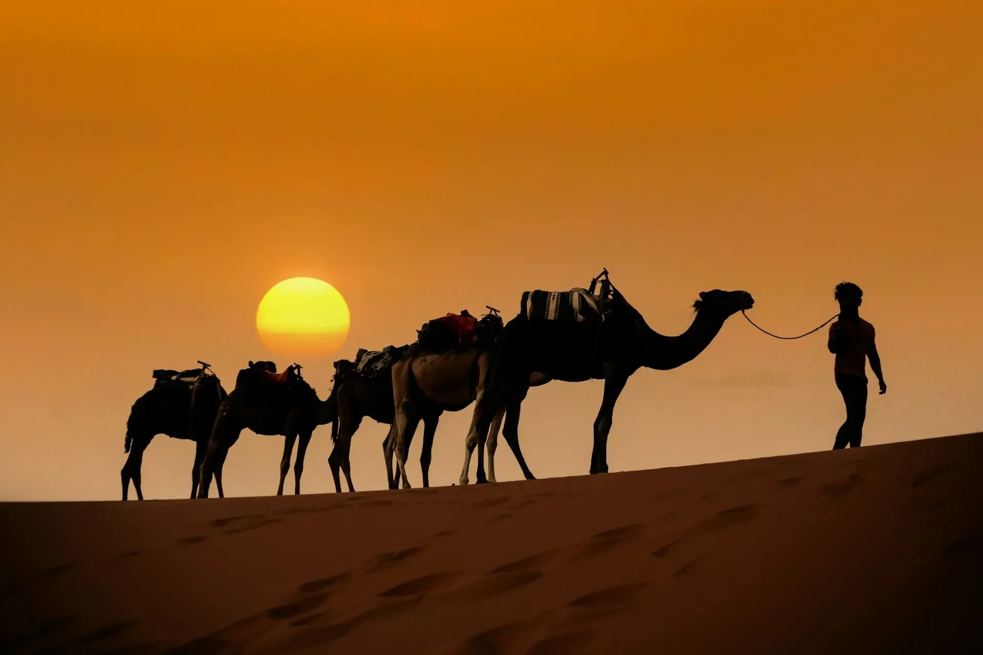 Caravana de camellos cruzando las dunas del desierto del Sáhara al atardecer, Marruecos