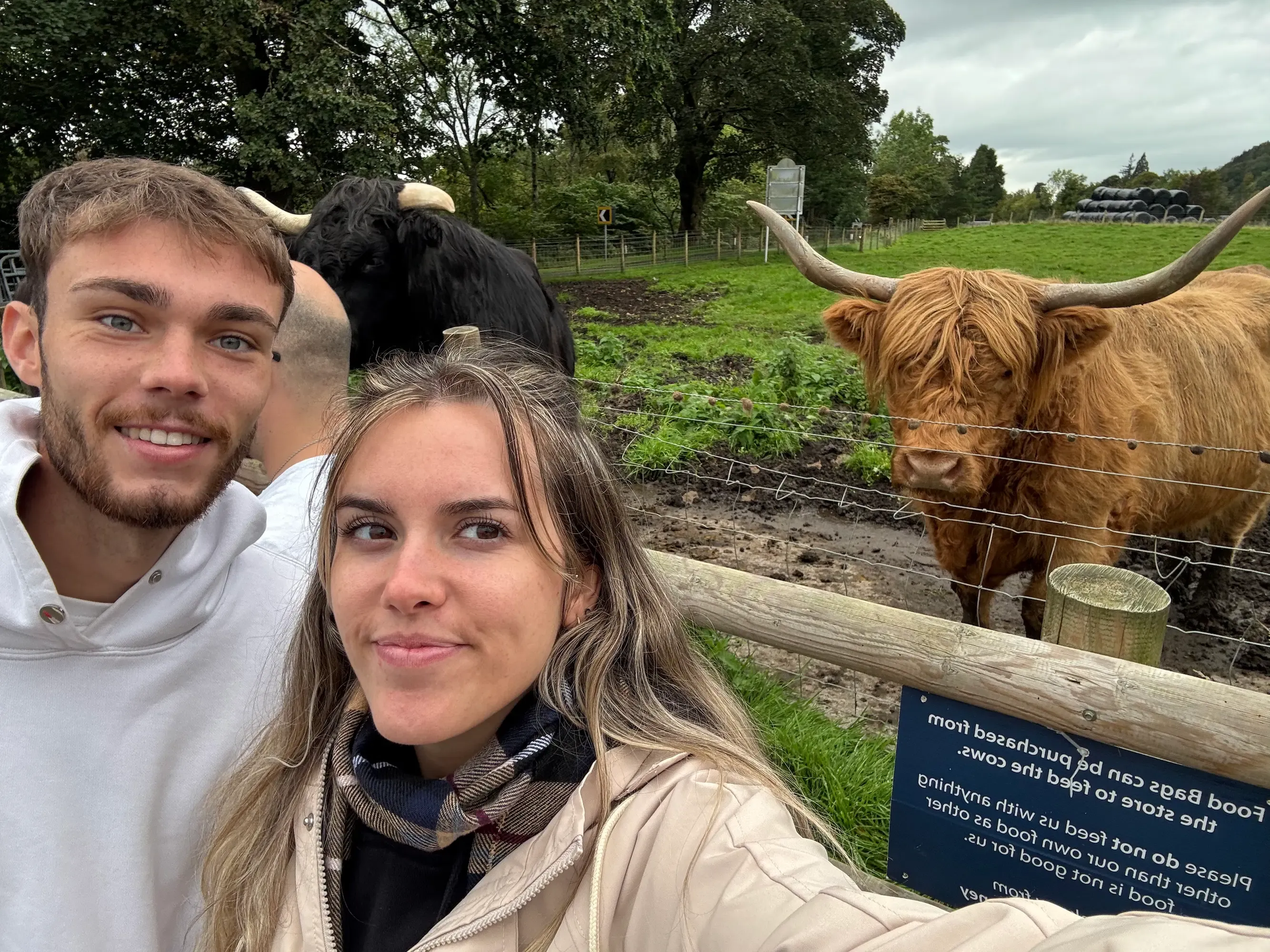 Vacas Highland en las Tierras Altas