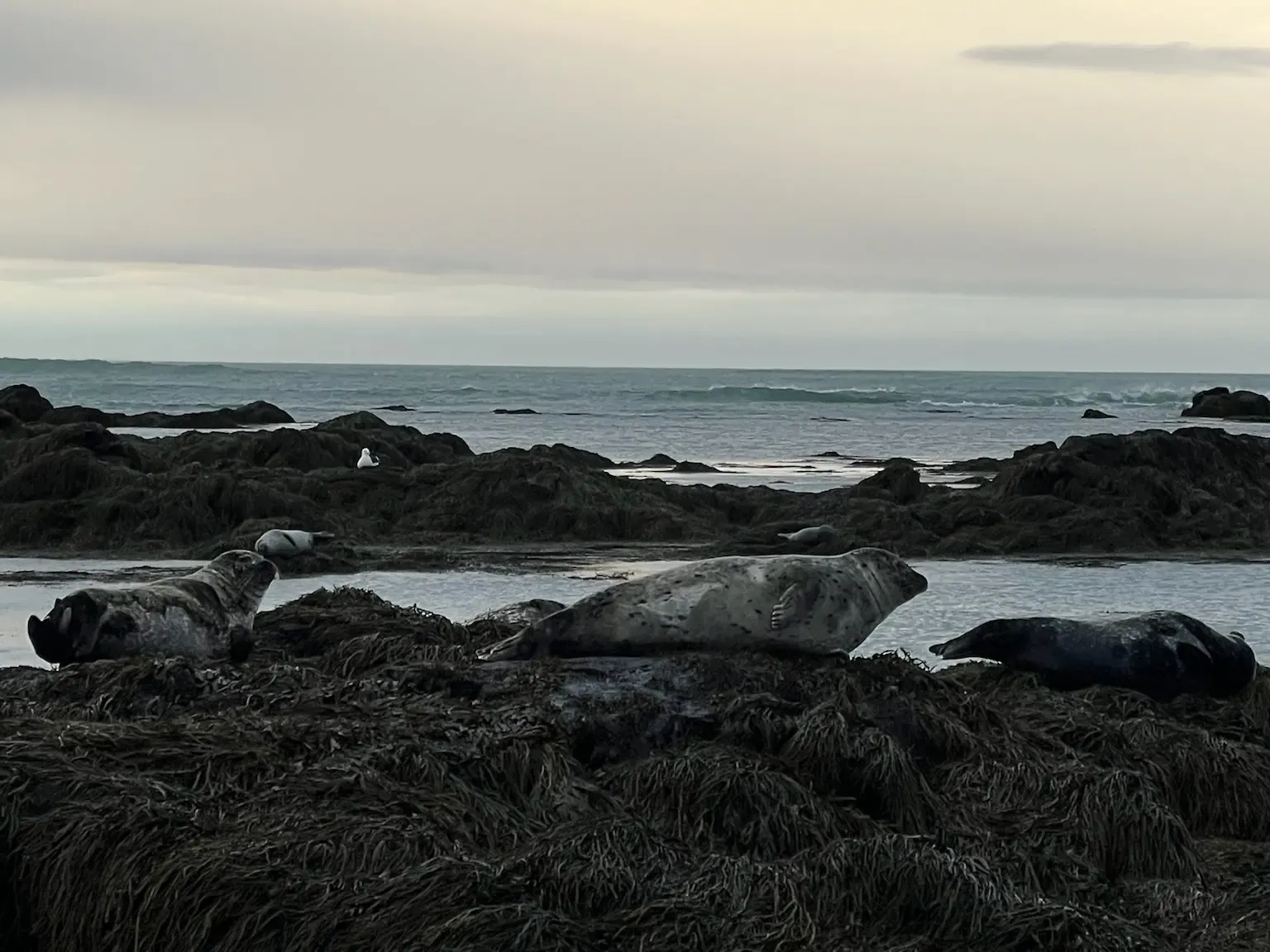 Ytri Tunga, playa de Snæfellsnes famosa por sus focas
